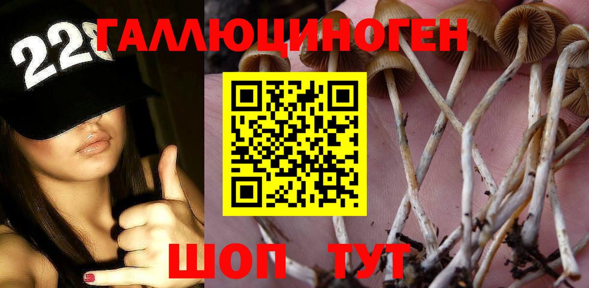 Галлюциногенные грибы Psilocybine cubensis Старая Купавна